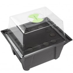 Bouturette X stream 12 plantes